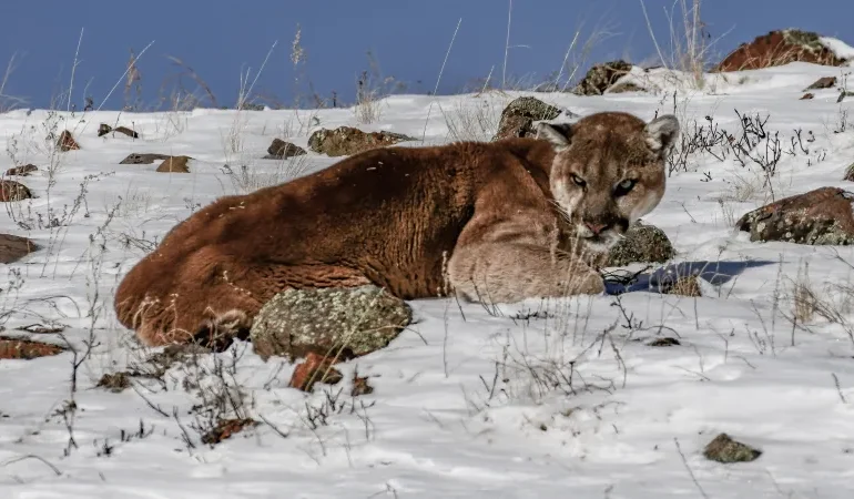 Yellowstone Visitors Capture Rare Encounter with Two Mountain Lions