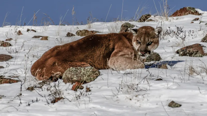 Yellowstone Visitors Capture Rare Encounter with Two Mountain Lions